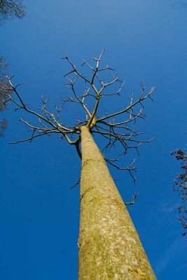 web-annes-hemelboom_mg_4969.jpg