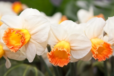 web-bloem-anne-_mg_0052.jpg